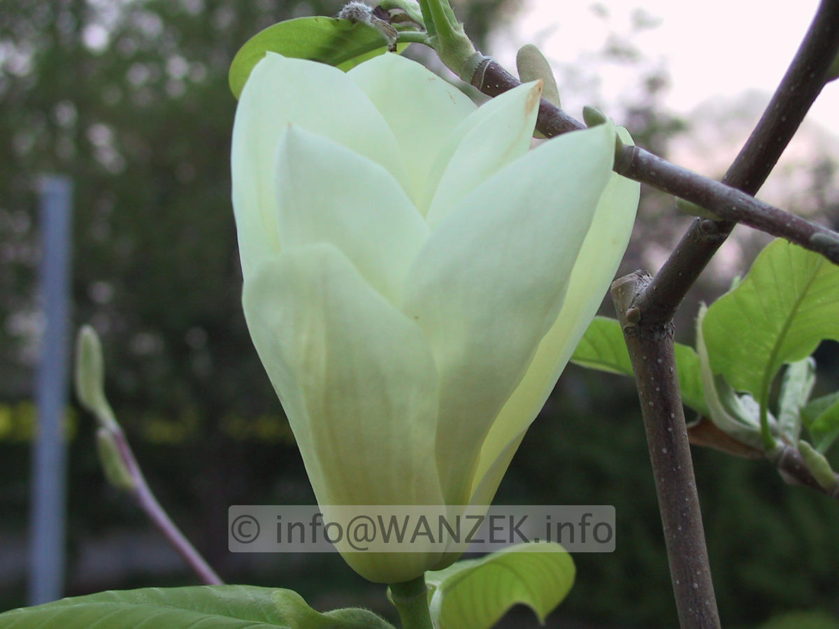 Magnolia Yellow River 4.JPG